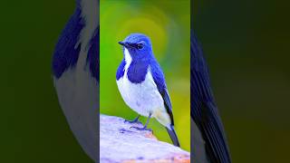 INSANELY REAL Forest Bird Sounds 🌲🐦 | PURE Morning Birds Chirping for DEEP Sleep, Laser Focus screenshot 5
