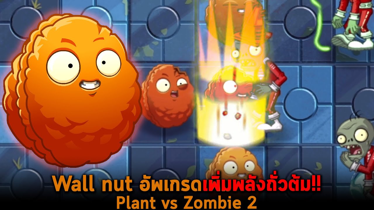 Wall nut อัพเกรดเพิ่มพลังถั่วต้ม Plant vs Zombie 2