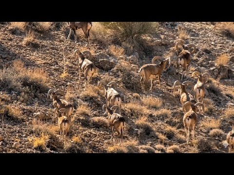 شکوه حرکت گله قوچ ها رژه ای تماشایی از قوچ های نر و ماده در طبیعت