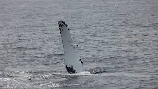 Slow motion of humpback whales playing