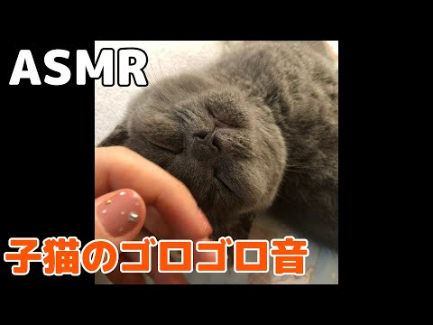 【ASMR】猫のゴロゴロ音30分(咀嚼音)