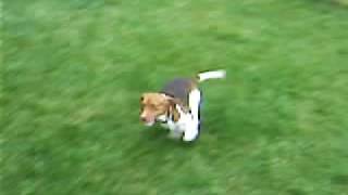 bailey at play.avi