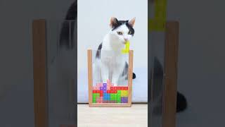 Cat and  Tetris Game #shorts