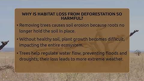 Why Is Habitat Loss From Deforestation So Harmful? - Ecosystem Essentials