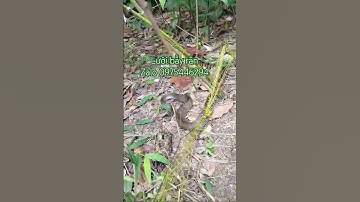 #luoibayran #lướibẫyrắn #snake Lưới bẫy rắn chất lượng giá rẻ 2025 Liên hệ shop 0975446294