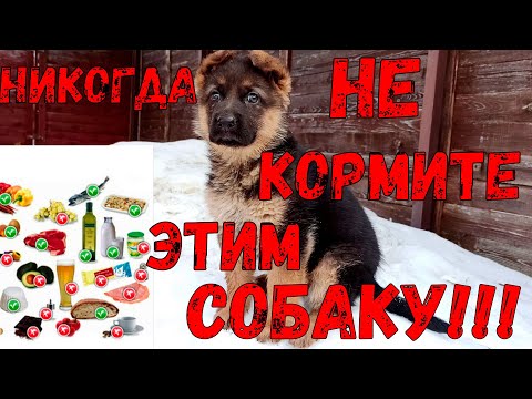 Чем нельзя кормить собак.Опасное и вредное питание.