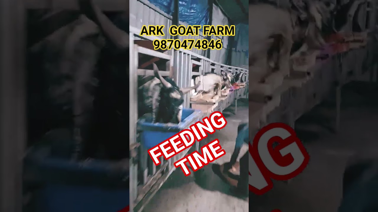 ARK GOAT FARM | PALAI GOATS 9870474846