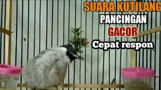 Download lagu Suara burung kutilang gacor asli pasti nyaut untuk pancingan dan panggilan