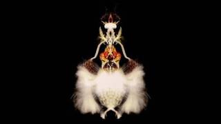 2001 - BOLA - (SKALD007) FYUTI - vertiphon