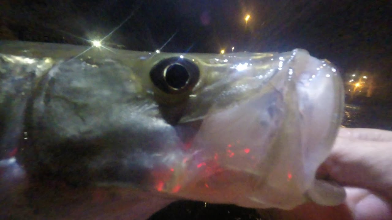 Nighttime Bridge Fishing for Snook with Artificals.