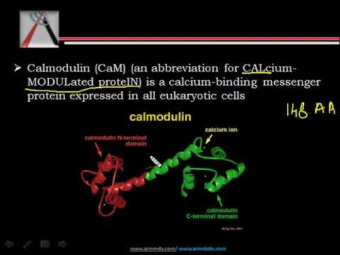 calmodulin