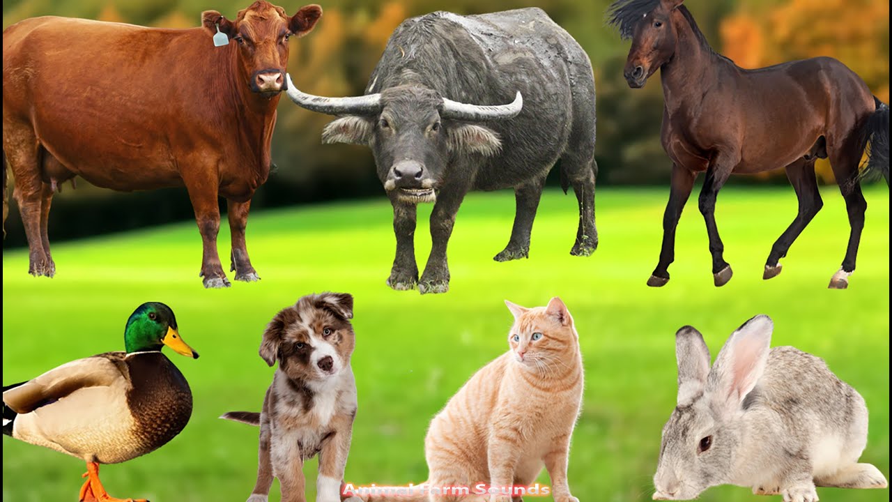 Farm Animal Habitats: Chickens, Pigs, Cows, Goats, Buffaloes, Dogs, Cats  – Animal Video
