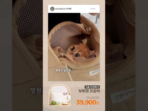 고양이 이동가방? 집사가 추천해요