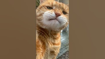 Thumbnail of Oyen ikut cover lagu😂
