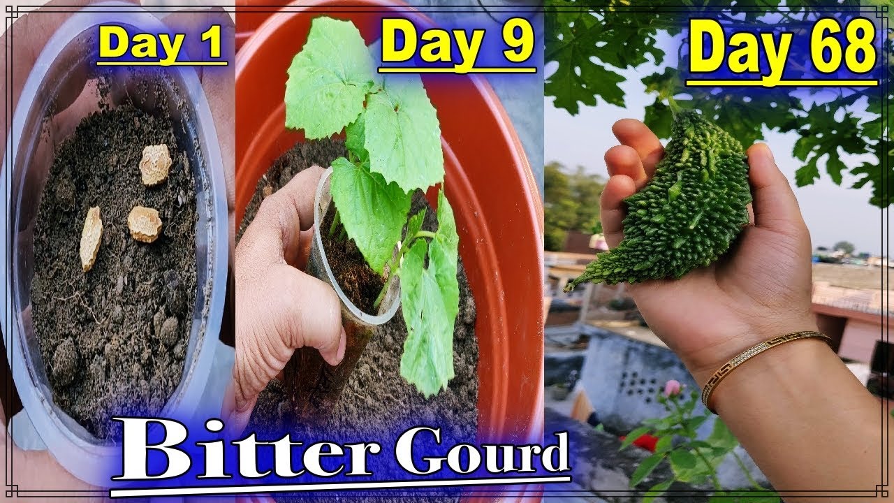 How To Grow Bitter Gourd Karela Faster At Terrace Garden Ll Day 1 To Day 68 Seed To Harvest Youtube