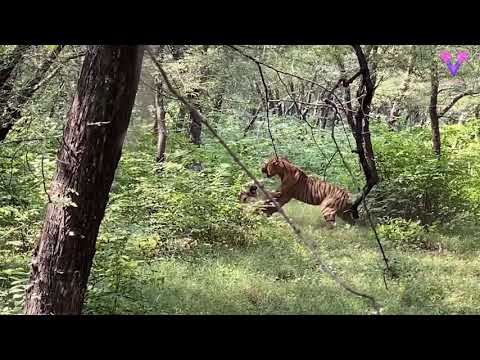 Dos tigres se enfrentan en una feroz batalla delante de un grupo de turistas