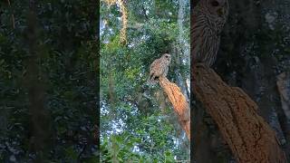 Isn&#39;t this beautiful - Barred Owl