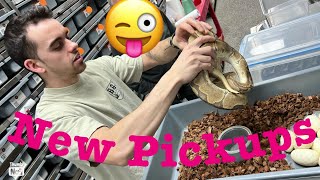 Ball Python Update! Plus new pickups from @kingaustin444!!! Check it out!
