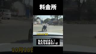 中国の田舎町にある恐怖の料金所  #通行料を払わないと襲われる村  #中国にあった北斗の拳の世界