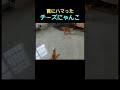 「チーズに釣られて罠にハマっちゃった猫ｗｗ」 😆