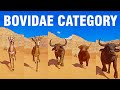Bovidae Category Speed Race in Planet Zoo included Gazelle, Cattle, Springbok, Buffalo