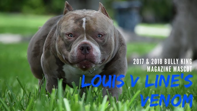 Louis V Line Bullys