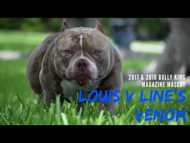 TOP PRODUCING POCKET BULLY STUD, LOUIS V LINE'S VENOM PRODUCTIONS, (UPDATED 2022), by BULLY KING Magazine, BULLY KING Magazine