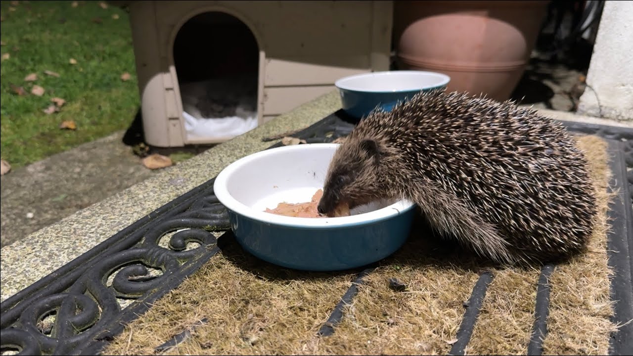 Feeding time - Native Irish Hedgehog
