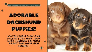 Mini-Dachshund puppies for Sale!