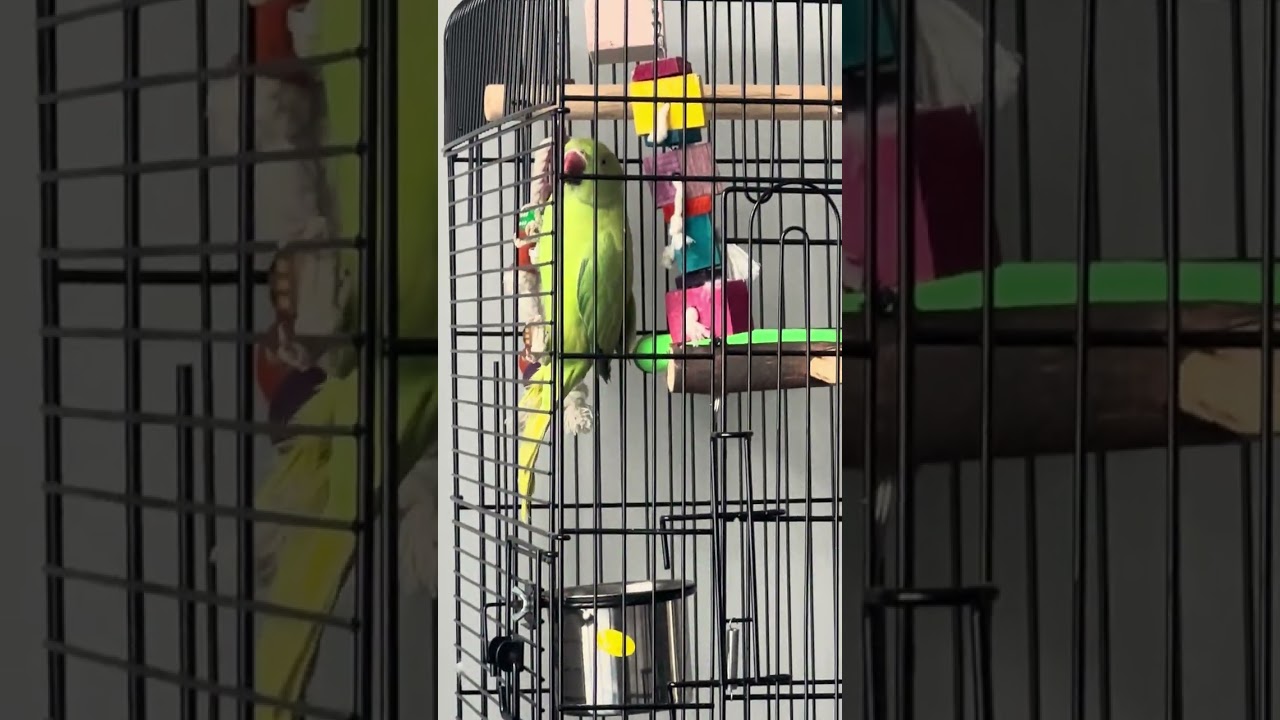 Indian Ringneck parrot demo Indianism of holding food from right hand