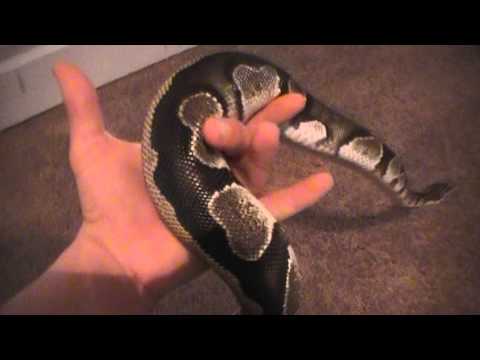 My New Dinker Female What Do you Think??