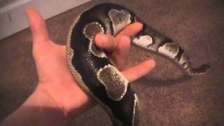 Celebrity My New Dinker Female What Do you Think?? Profile