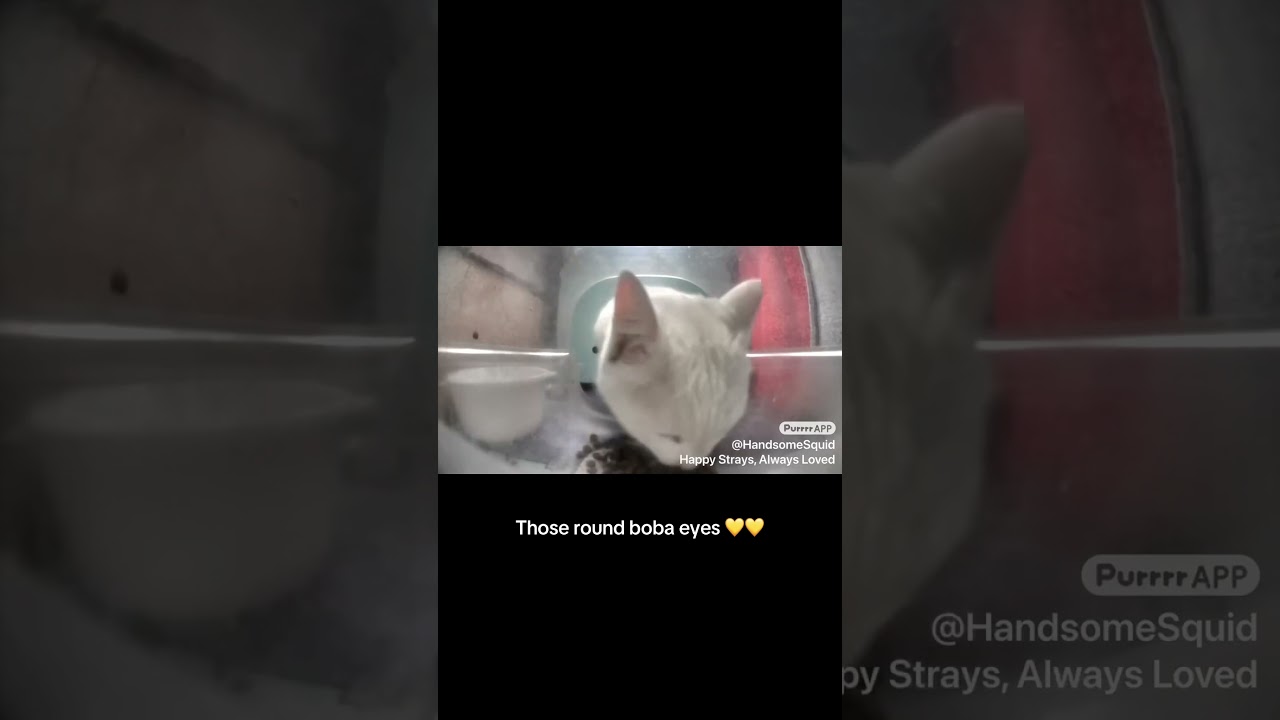 Those round boba eyes 💛💛 