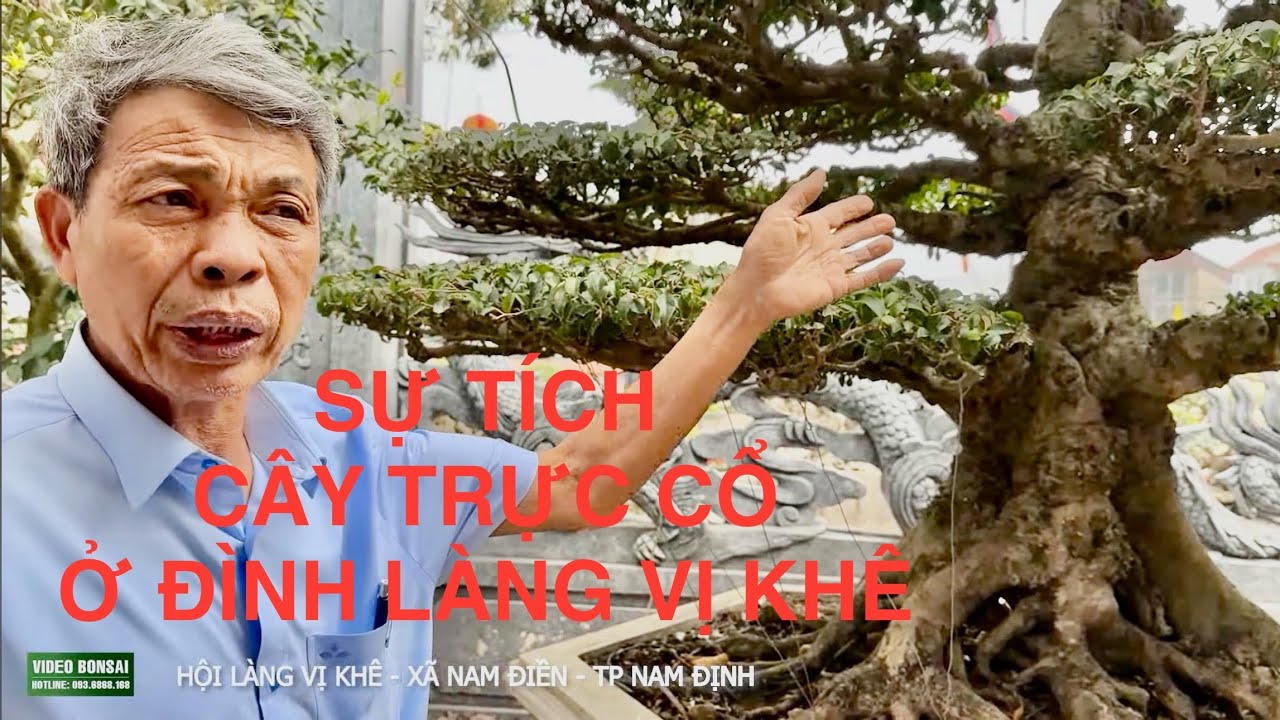 VDBS : SỰ TÍCH CÂY TRỰC CỔ VÀ NHỮNG TÁC PHẨM TẠI HỘI LÀNG VỊ KHÊ - NAM ĐIỀN - NAM ĐỊNH 2025