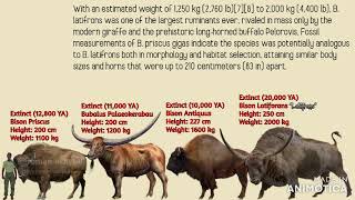 Bison VS Buffaloes Size Comparison