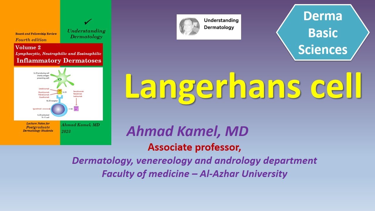 Langerhans Cell