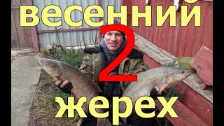 Весенний жерех 2. Не всё коту масленица.