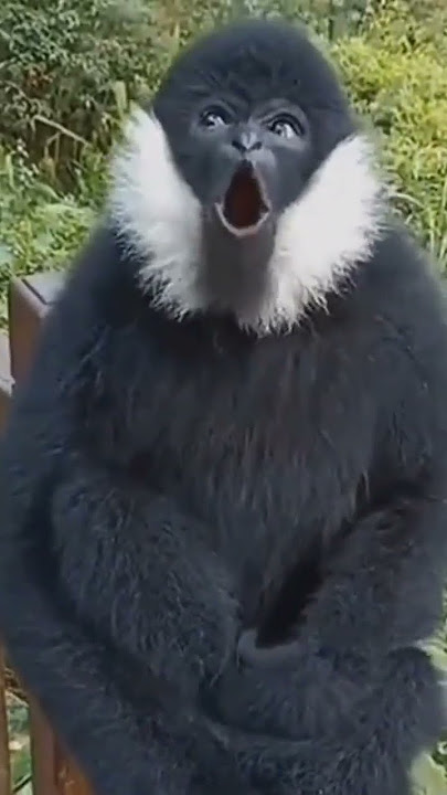 uwak uwak khas kalimantan#hutankalimantan#borneo