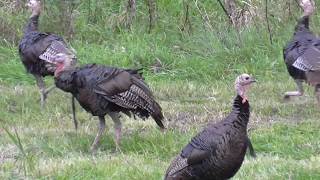 Information Turkey Toms Establishing Pecking Order Update