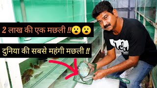 दुनिया की सबसे महंगी मछली || 2 लाख की एक मछली || World Costliest Fish ||SAMS DISCUS || Hello Kisaan