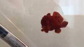 Frogfish eats frozen Silver Side