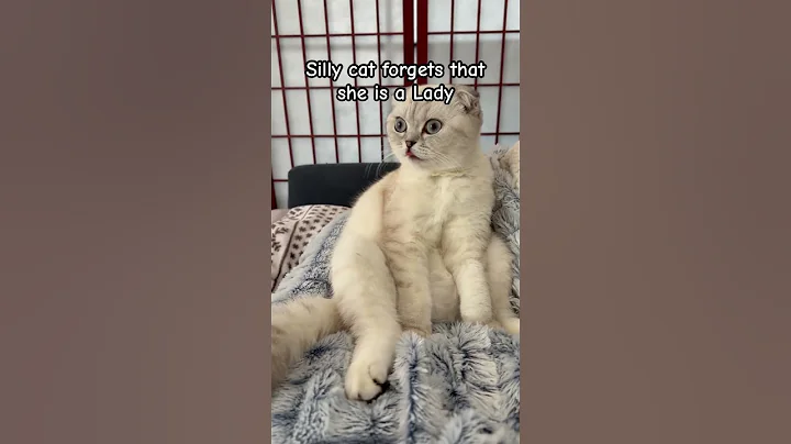 Watch the video about Silly cat forgets she is a lady 💃#kitten #sillycat #badposture #ladylike #relatable #fyp #funny