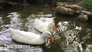 Duck Boats by William Storoe 8 views 5 years ago 45 seconds