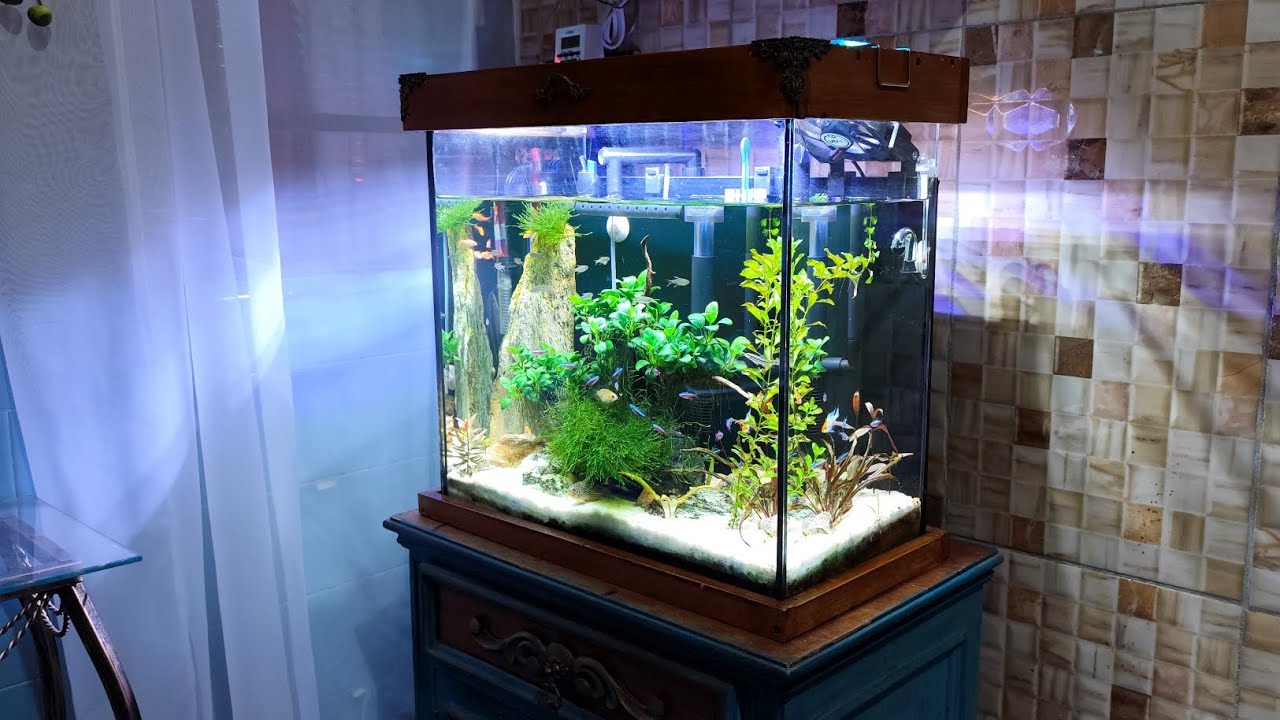 AQUÁRIO DE 50 LITROS COM FÁUNA COMUNITÁRIA, TETRA MC'DONALDS, NÉONS.