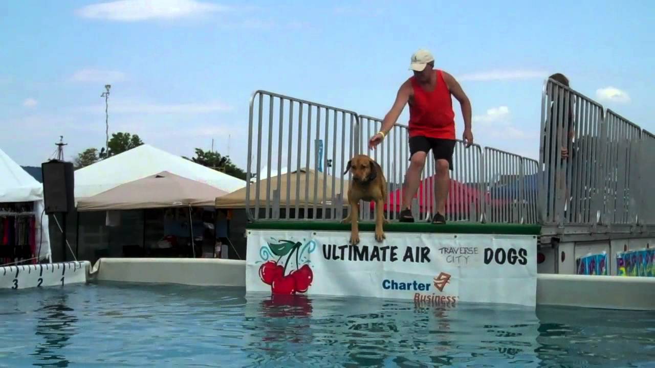ultimate air dogs cherry festival ultimate air dogs ultimate air dogs cherry festival ultimate air dogs