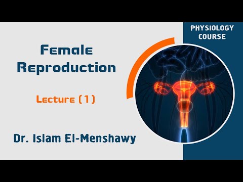 Lecture 1  -  Physiology of female reproductive system