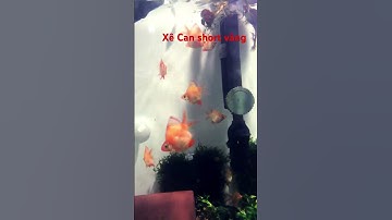 Cá Xê Can short Vàng #cacanh #cácảnh #cadep #cakieng #cathuysinh #cadiadep