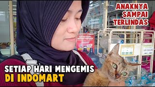 Akhirnya Kita Rescue Induk Kucing Indomart yang Kehilangan Anaknya by Bubu Story The Cat 1,947 views 2 weeks ago 5 minutes, 1 second