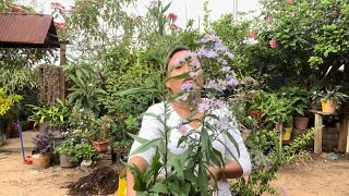 10 Plantas De Color Morado Que Te Encantará Tener En Tu Jardín , Cuidados.