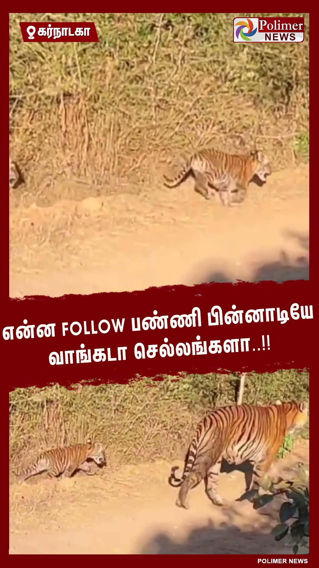 என்ன follow பண்ணி பின்னாடியே வாங்கடா செல்லங்களா..!! #shorts | #tiger